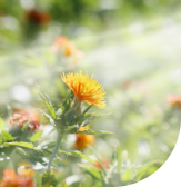 safflower-kcaps-hpmc-natural-colorants-desk