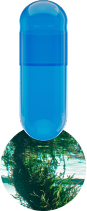 spirulina-capsule